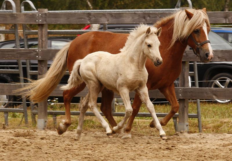 Myrdal von Heidmoor c.jpg